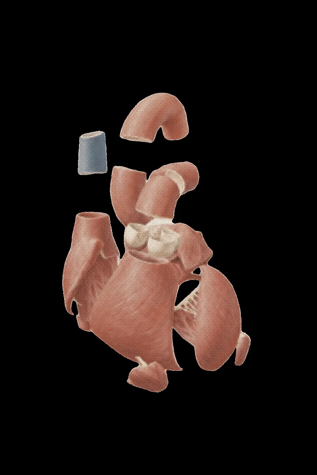 The heart, taken apart into its chambers and vessels